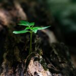Life Coaching